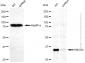 KD-Validated Anti-Heme Oxygenase 2 Mouse Monoclonal Antibody